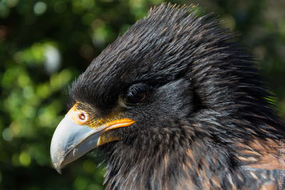 Close-up of striated caracara