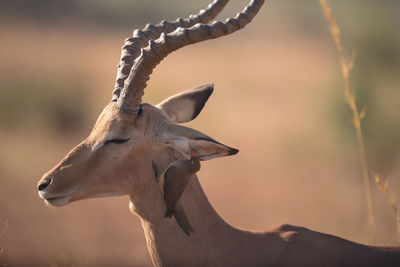 Close-up of giraffe