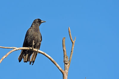 Low angle view of bird perching on tree against clear blue sky