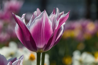 Close-up of pink tulip