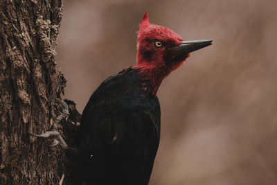 Close-up of bird on tree trunk