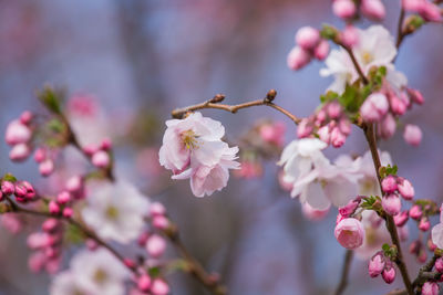 Close-up of pink cherry blossom