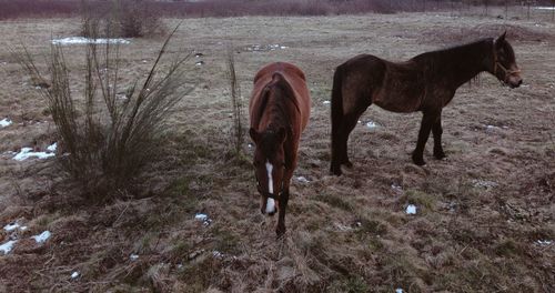 Horse standing in a field