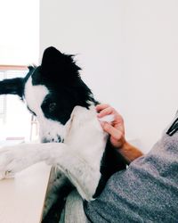 Close-up of dog on hand at home