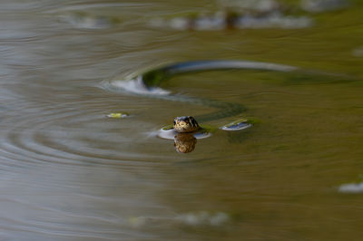 High angle view of duck swimming in lake