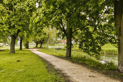 Trees in park