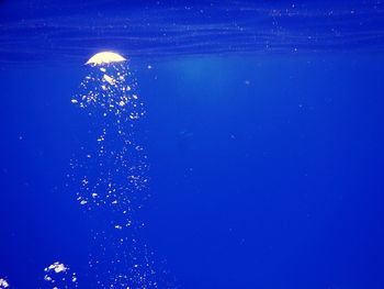 Close-up of jellyfish in water