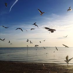 Flock of seagulls flying over sea against sky