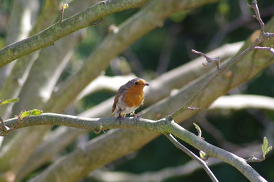 Close-up of bird perching on branch