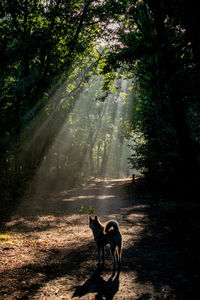 Akita inu on a cold morning enjoying the first sunlight