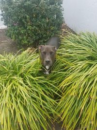 Portrait of dog on grass