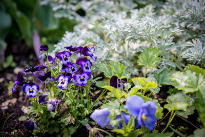 Close-up of purple flowering plants