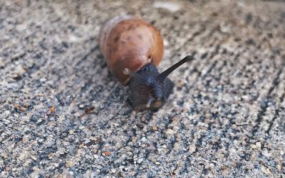 Close-up of snail