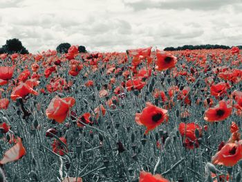 Red flowers growing in field