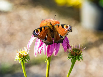 Close-up of bee pollinating on flower