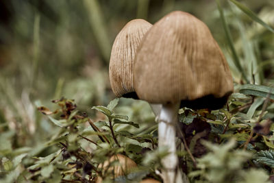 Close-up of mushroom growing on field