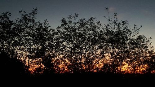 Low angle view of silhouette trees against sky during sunset