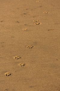 High angle view of footprints on sand