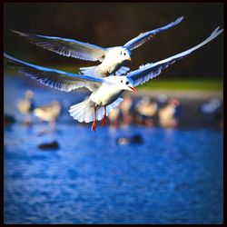 Close up of a bird