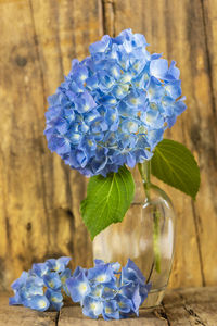 Close-up of blue hydrangea flower