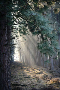 Scenic view of forest