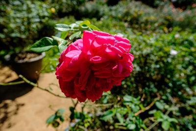 Close-up of rose flower