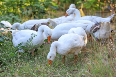 Group white goose is walking in garden