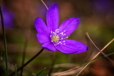 Close-up of purple crocus flower