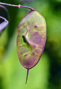 Close-up of purple flower