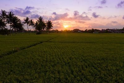 Scenic view of agricultural field against sky during sunset