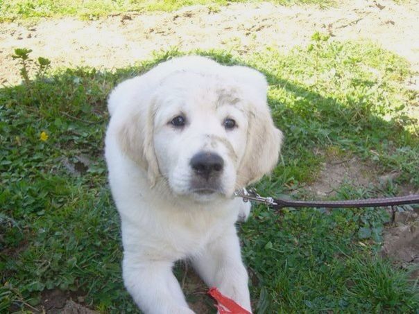 dog, pets, one animal, animal themes, domestic animals, mammal, looking at camera, grass, portrait, high angle view, field, sitting, close-up, animal head, no people, outdoors, day, relaxation, pet collar, green color