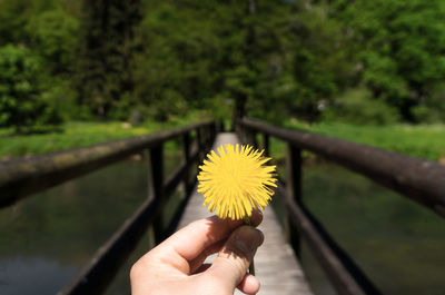 Cropped image of person holding yellow flower