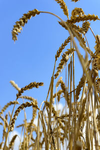 Low angle view of wheat plants against sky