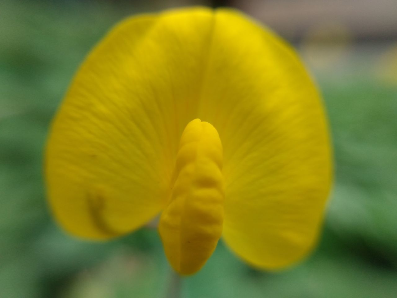 CLOSE-UP OF YELLOW FLOWER HEAD