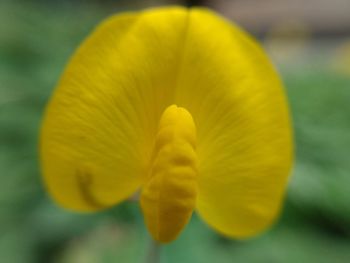 Close-up of yellow flowering plant