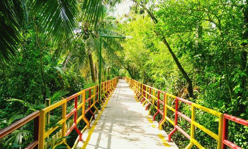 Footbridge amidst trees in forest