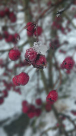 Close-up of berries on branch