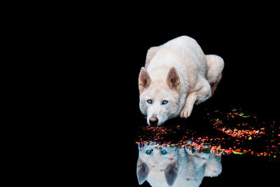 Portrait of a dog over black background