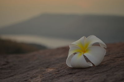 Close-up of white flower