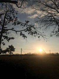 Silhouette trees on field against sky at sunset