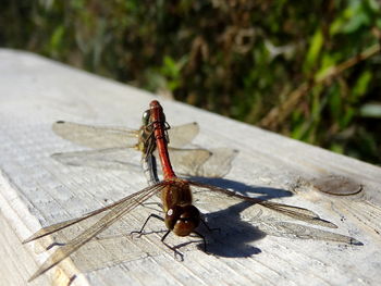 Close-up of insect perching on wood