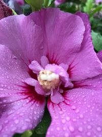 Close-up of pink water lily blooming outdoors