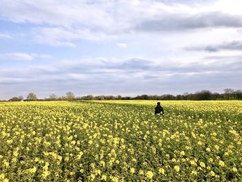 Scenic view of oilseed rape field against sky