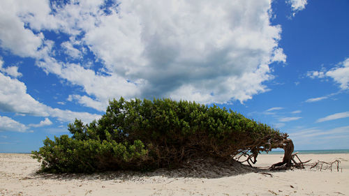 Trees on beach against sky