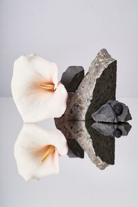 Close-up of flower against white background