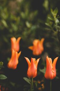 Close-up of orange flowering plants on field