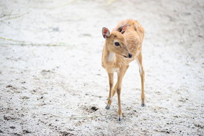 A young deer fawn standing on sandy beach