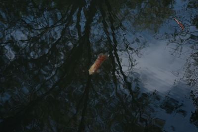 High angle view of turtle swimming in lake