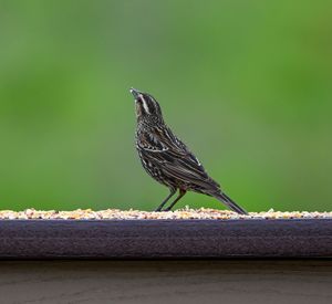 Close-up of bird perching on wood