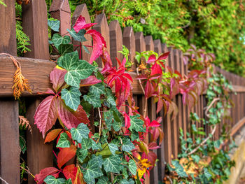 Autumn. colorful leaves on the fence .